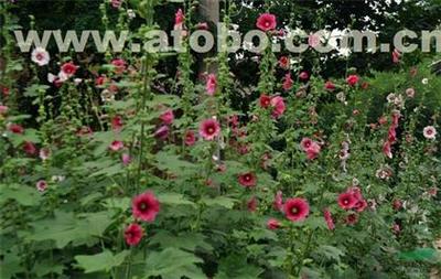 大花蜀葵 優雅綻放的花木瑰寶