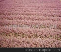 常年低價供應優質大圓葉紅花繼木及造型產品——長沙縣跳馬鄉森旺花卉苗木場